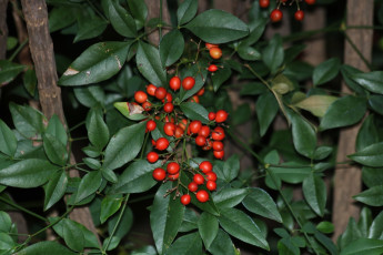 Картинка природа Ягоды nandina berries
