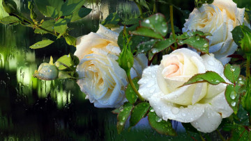 Картинка цветы розы куст белые капли