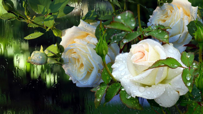 Обои картинки фото цветы, розы, куст, белые, капли