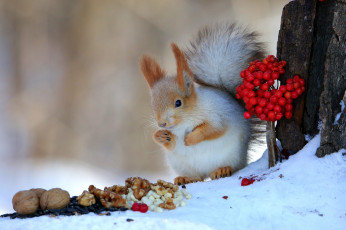 Картинка а+это+белочка+ животные белки зима снег поза ягоды дерево белка кора орехи семечки обед фундук грызун калина грецкие трапеза