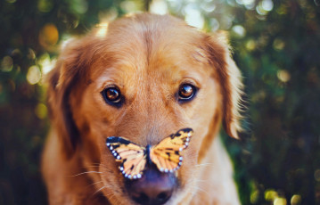 обоя животные, разные вместе, собака, бабочка, нос