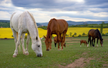 Картинка животные лошади пастбише поля