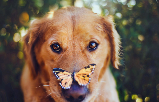 Обои картинки фото животные, разные вместе, собака, бабочка, нос
