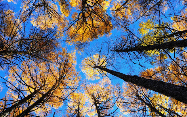 Обои картинки фото природа, деревья, осень, небо, ракурс