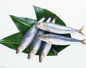 обоя морепродукты, еда, рыба, суши, роллы