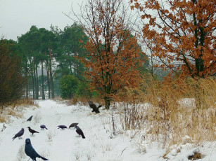 Картинка zima животные вороны грачи галки
