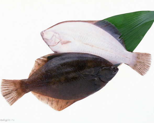 Обои картинки фото морепродукты, еда, рыба, суши, роллы
