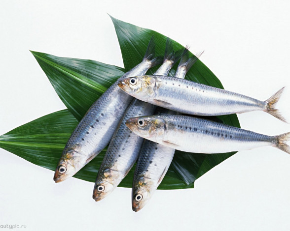 Обои картинки фото морепродукты, еда, рыба, суши, роллы