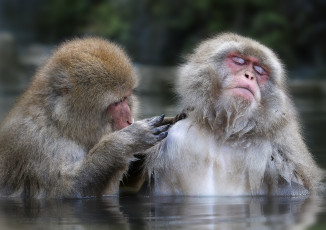 Картинка животные обезьяны умора блаженство забавный