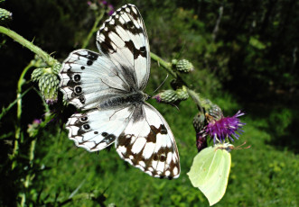 Картинка животные бабочки чертополох пестрый