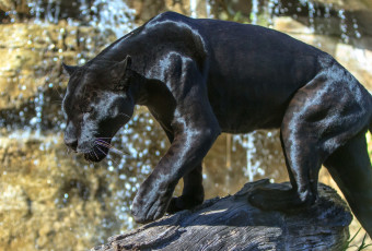 Картинка животные пантеры черный ягуар