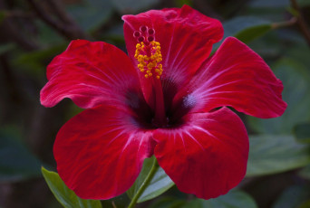 Картинка цветы гибискусы красный яркий