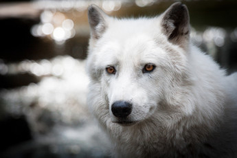 Картинка животные волки белый портрет красавец