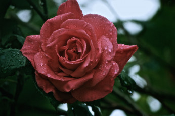 Картинка цветы розы капли лепестки