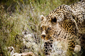 Картинка животные леопарды хищник пятна