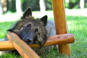 Картинка животные собаки dog shepherd grass