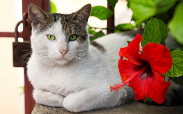Картинка животные коты кошка лежа цветок гибискус красный