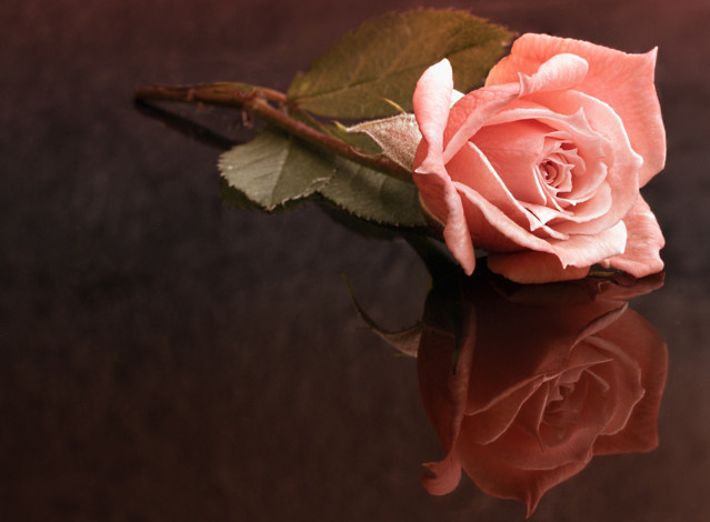 Обои картинки фото цветы, розы, одинокая