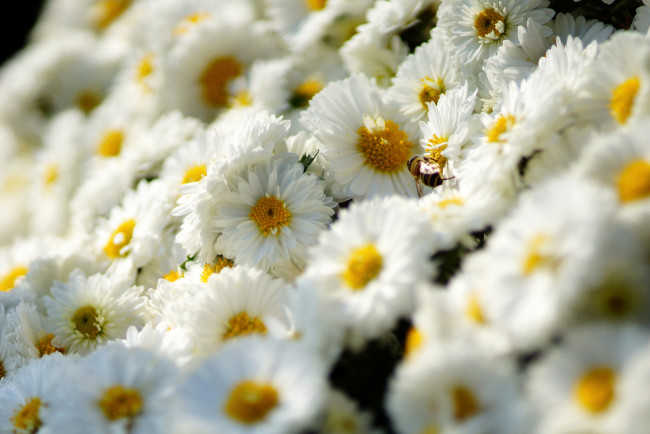 Обои картинки фото цветы, хризантемы, много, белый