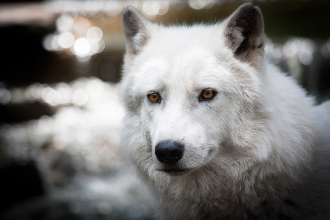 Обои картинки фото животные, волки, белый, портрет, красавец