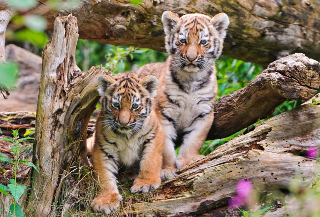 Обои картинки фото животные, тигры, братья, малыши