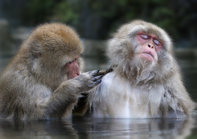 Обои картинки фото животные, обезьяны, умора, блаженство, забавный