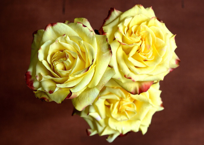 Обои картинки фото цветы, розы, желтый, трио
