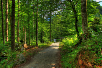 Картинка природа дороги лес дорога германия бавария рамзау