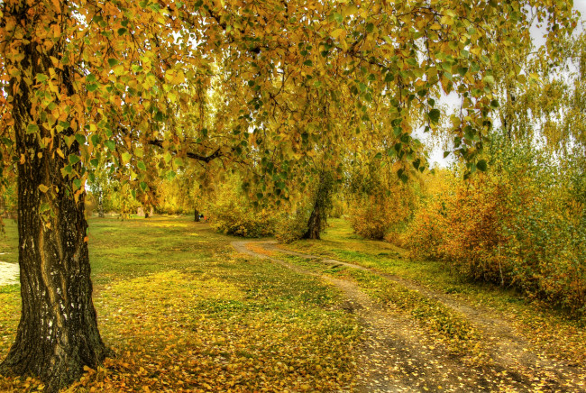 Обои картинки фото природа, деревья, осень, береза