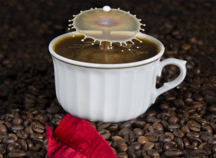 Картинка еда кофе +кофейные+зёрна брызги капля молоко зерна чашка