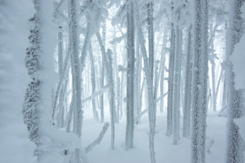 Картинка природа зима иней снег лес