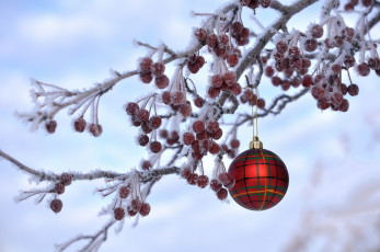 Картинка праздничные шары новый год рождество иней ягоды ветка украшение игрушка шарик зима