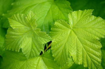 Картинка природа листья виноград зеленые