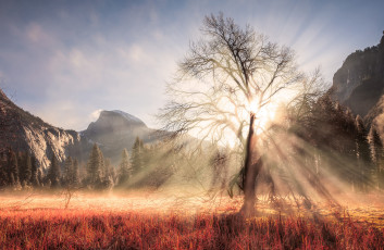 Картинка природа восходы закаты горы лес лучи солнце свет ветки национальный парк йосемити дерево сша зима февраль штат калифорния