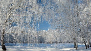 Картинка природа зима берёзы