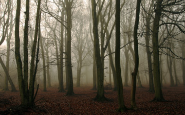 Картинка природа лес осень деревья туман