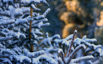 Картинка природа зима снег иголки ветки елка лес