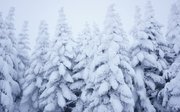 Картинка природа зима снег лес снежинки ели