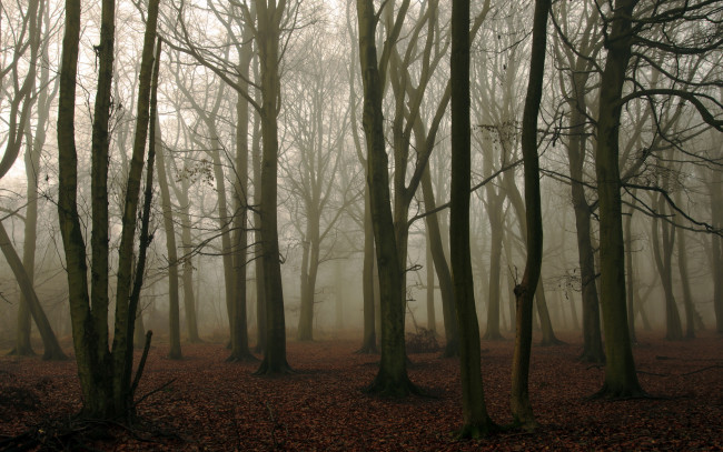 Обои картинки фото природа, лес, осень, деревья, туман