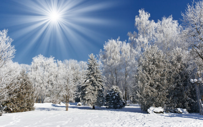 Обои картинки фото природа, зима, солнце, иней, снег, лес, деревья