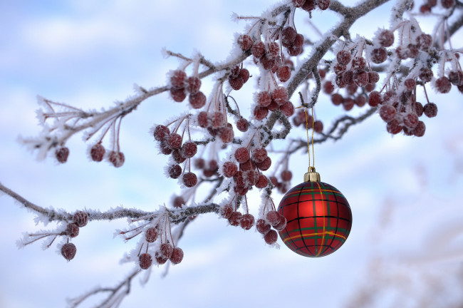 Обои картинки фото праздничные, шары, новый, год, рождество, иней, ягоды, ветка, украшение, игрушка, шарик, зима