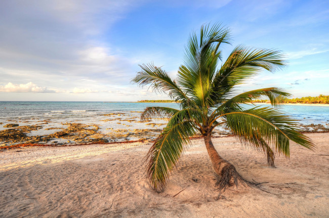 Обои картинки фото природа, тропики, пальма, песок, берег, море, небо