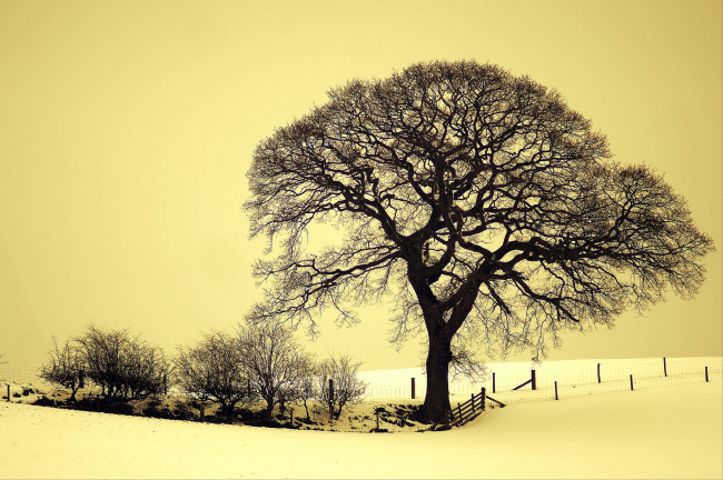 Обои картинки фото природа, зима, поле, дерево, снег