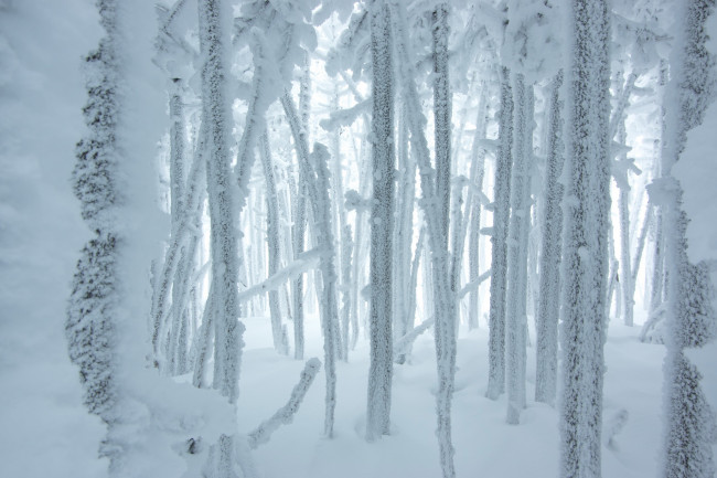 Обои картинки фото природа, зима, иней, снег, лес