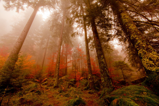 Обои картинки фото природа, лес, сосны, туман, осень