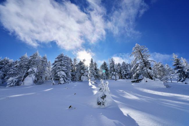 Обои картинки фото природа, зима, ель, деревья, снег, склон, облака, небо