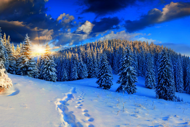 Обои картинки фото природа, зима, закат, лес, снег, пейзаж