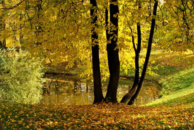 Обои картинки фото природа, парк, москва, пруд, осень, листья, деревья, воронцово