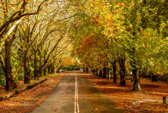 Картинка природа дороги лес шоссе осень