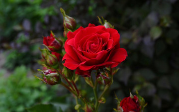 Картинка цветы розы красный бутоны